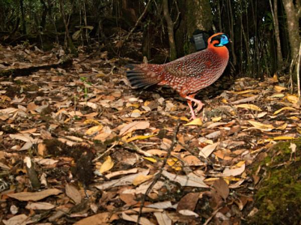 林草科普|雲貓:潛伏在雉雞地盤 林草科普|雲貓:潛伏在雉雞地盤