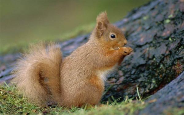 全球最聰明的十種動物,哪一個動物上榜是你沒有想到的? 全球最聰明的十種動物,哪一個動物上榜是你沒有想到的?