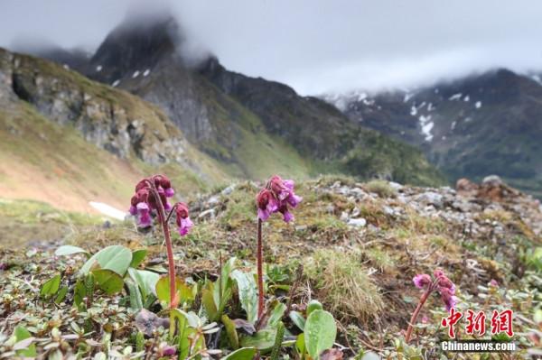 多樣生命多彩世界 走進奇妙雲南