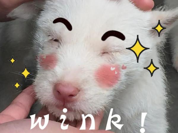 圍觀!下司古鎮來了群無敵小可愛 圍觀!下司古鎮來了群無敵小可愛