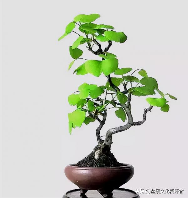 盆景製作口訣（建議收藏）