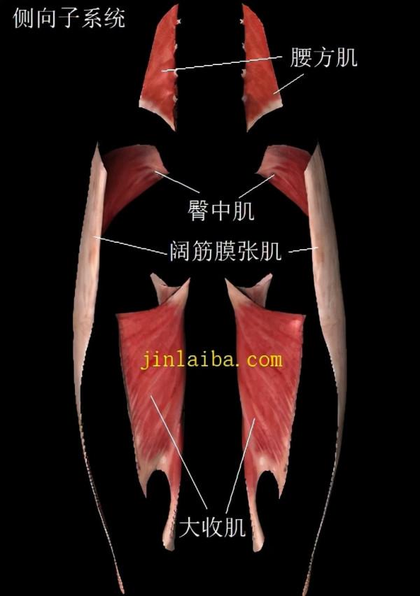 側向肌肉系統與足旋前的關係