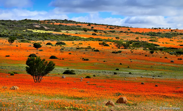 世界那麼大，多肉那麼美，我們一起去看看吧 | 南非多肉欣賞