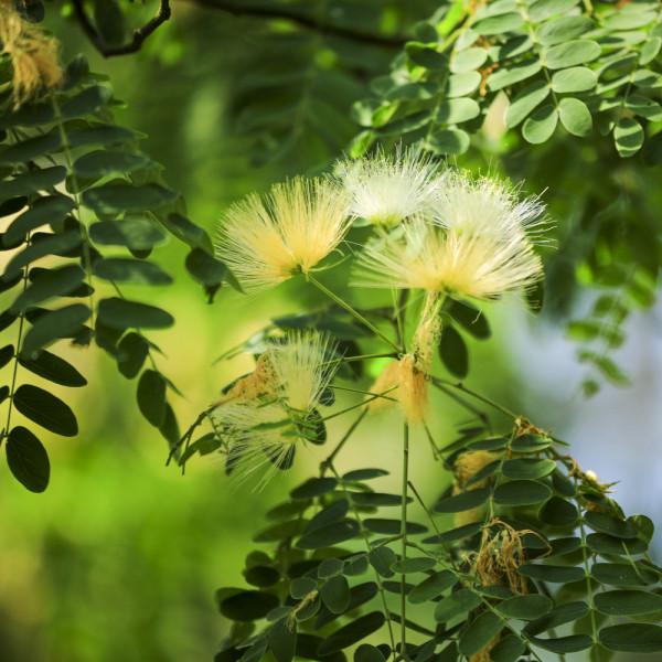 合歡花綻妍 合歡花綻妍