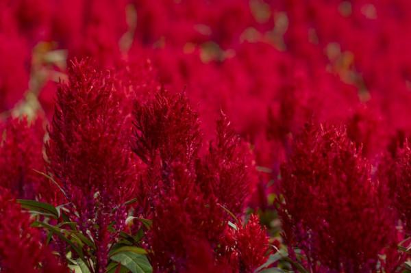 陰天過路石門森林公園