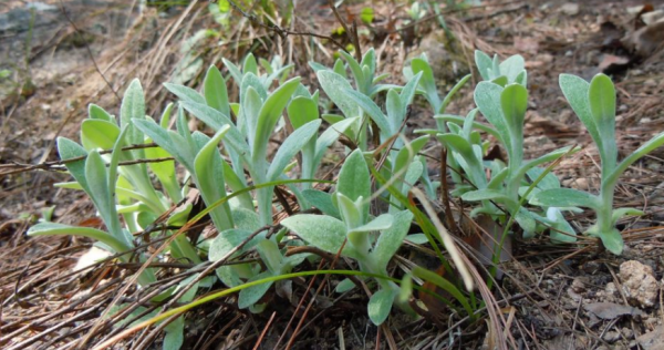 農村正在消失的美食，你知道多少？這3種大別山美食你吃過嗎？