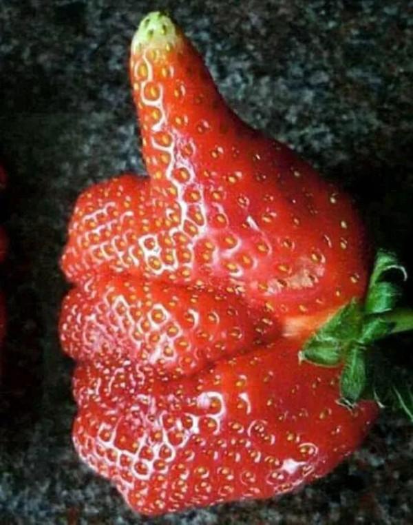 來自植物世界的精靈