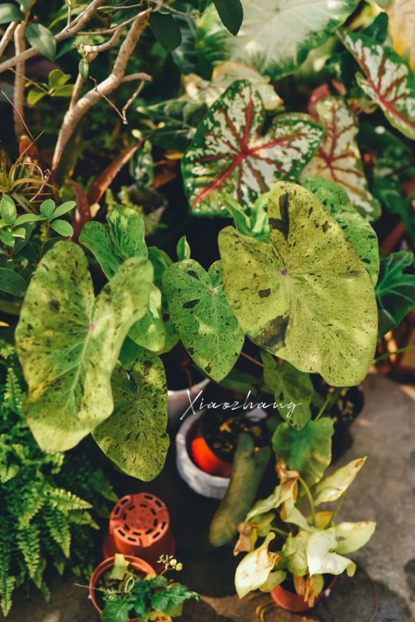 沒有花園怎麼種花？從東北到廣東，4位大神在室內種出植物園