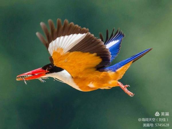 自然界中最美的鳥兒之一藍翡翠