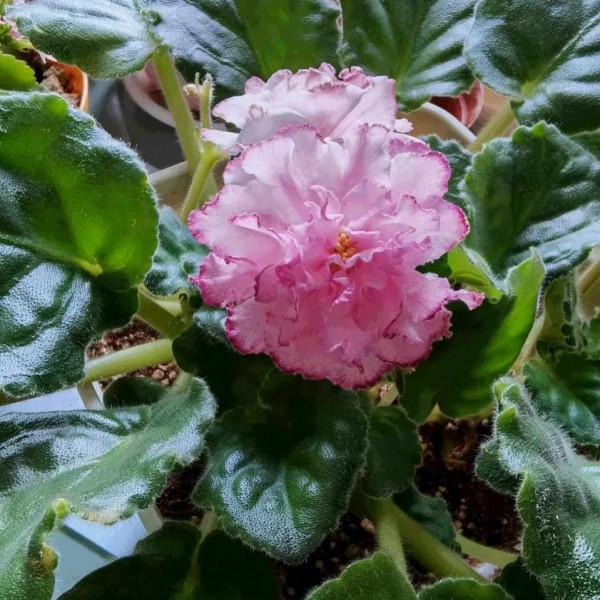 家裡沒有“陽光房”,就養4種,有點光就開花,秋冬也不例外 家裡沒有“陽光房”,就養4種,有點光就開花,秋冬也不例外