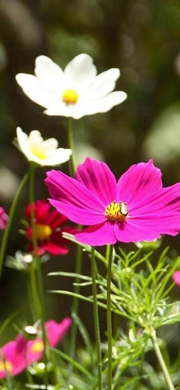 高雅美麗的花朵圖片