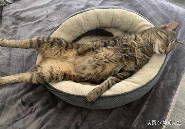 正在努力瞭解您的貓的行為嗎？這是你需要知道的