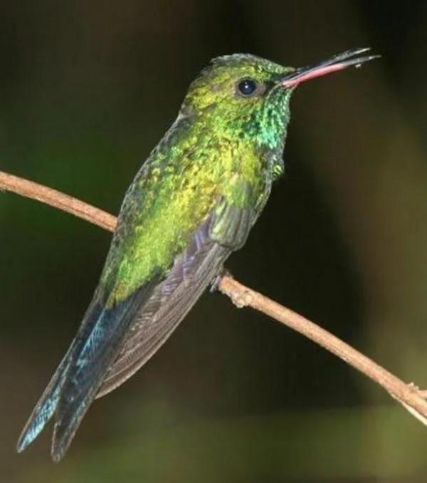 你現在有點累了嗎，看看這種鳥的習慣，其實你的人生也能換個活法