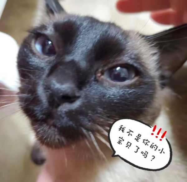 養暹羅就像在拆盲盒，拆著拆著…意外就發生了