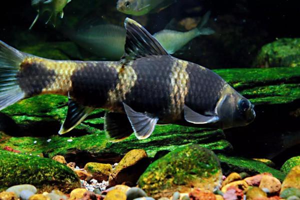 釣到這16種魚要注意!它們很容易看錯,一不小心就惹禍上身 釣到這16種魚要注意!它們很容易看錯,一不小心就惹禍上身