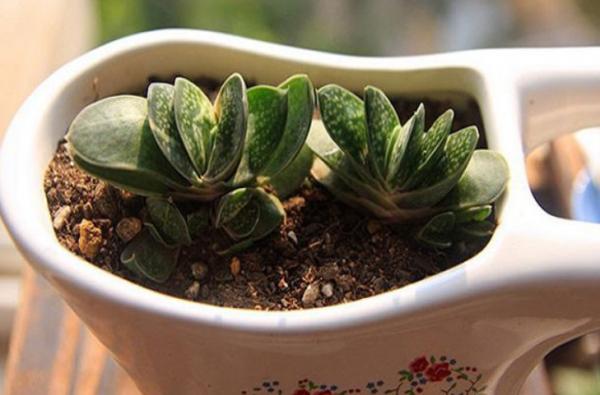 這4款“招財”多肉，家裡再窮都得養，好養活又漂亮