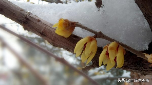 難覽觀園全畫景 雪覆臘梅一隅香&mdash;&mdash;踏雪尋遊北京大觀園