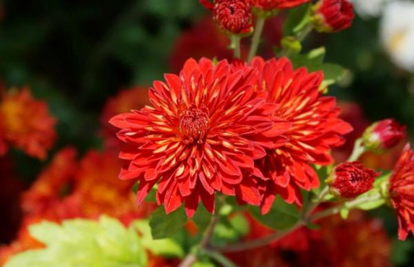 歲歲重陽，今又重陽