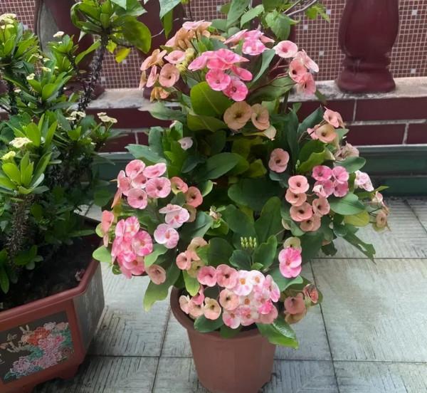 越漂亮的花越“有毒”！快來認識這12種大毒花，漲“知識”不吃虧