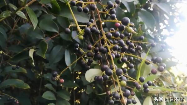 帶你一起回味62種南方野果子,它們是物質匱乏年代小朋友的零食 帶你一起回味62種南方野果子,它們是物質匱乏年代小朋友的零食