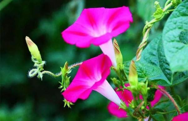 十二月生每個月對應的十二種生日花