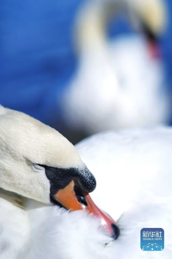 生態美丨天鵝之戀