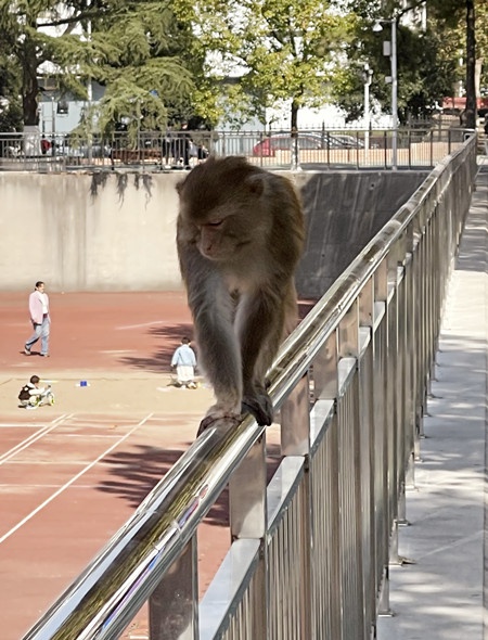 “猴哥”現身地大校園,和華科出現的是同一只嗎?專家鑑定為國家二級保護動物 “猴哥”現身地大校園,和華科出現的是同一只嗎?專家鑑定為國家二級保護動物