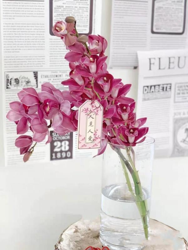 有一種不屈的堅韌。當之無愧的大家閨秀——大花蕙蘭 有一種不屈的堅韌。當之無愧的大家閨秀——大花蕙蘭