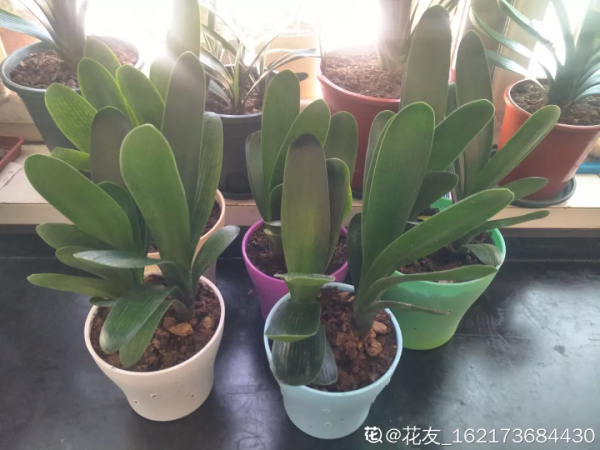 10種花,小盆“擠著養”,不爛根,植株旺,花苞突突冒 10種花,小盆“擠著養”,不爛根,植株旺,花苞突突冒