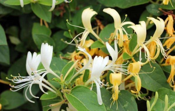 每日中藥——金銀花 每日中藥——金銀花