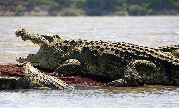 巨鱷“洛龍”的消亡史 巨鱷“洛龍”的消亡史