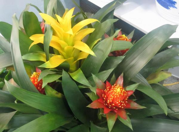 淘米水、黃豆水養花，都不如這“2種料”，入冬不黃葉，越長越旺