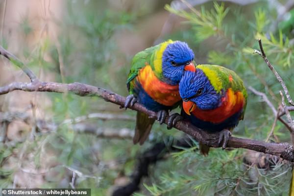 是福是禍？科學家發現：氣候變化導致了亞馬遜雨林的生物進化變形