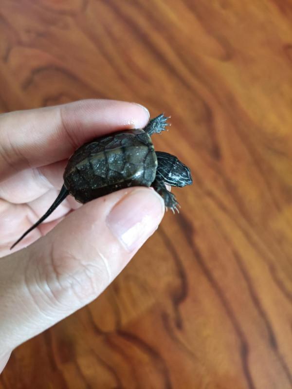 從出殼養到大的浪漫,烏龜蛋孵化選購經驗談及龜苗過冬裝備推薦 從出殼養到大的浪漫,烏龜蛋孵化選購經驗談及龜苗過冬裝備推薦