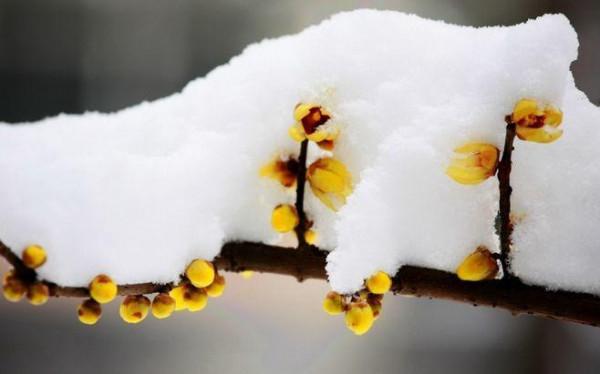 5種耐寒花，零下15度也能養，安全過冬花開爆盆