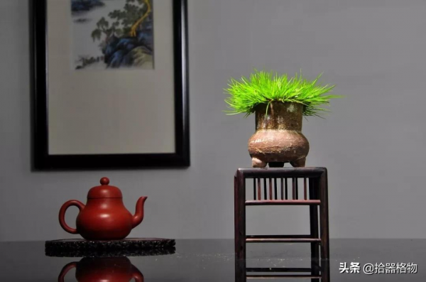 細說菖蒲品種 細說菖蒲品種