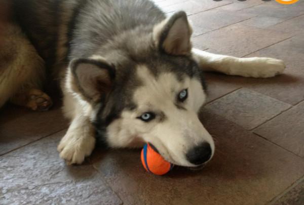 丟人!加拿大華人男子虐自家寵物狗遭判刑,竟辯稱和文化有關 丟人!加拿大華人男子虐自家寵物狗遭判刑,竟辯稱和文化有關