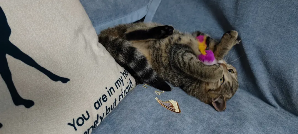 終於有貓了我太開心了啊啊啊啊