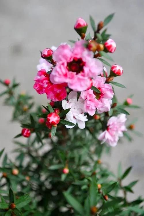 非松亦非梅的松紅梅