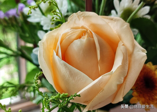 用廚房5種“調味品”養花，不黃葉不生蟲，葉綠花豔，好處多