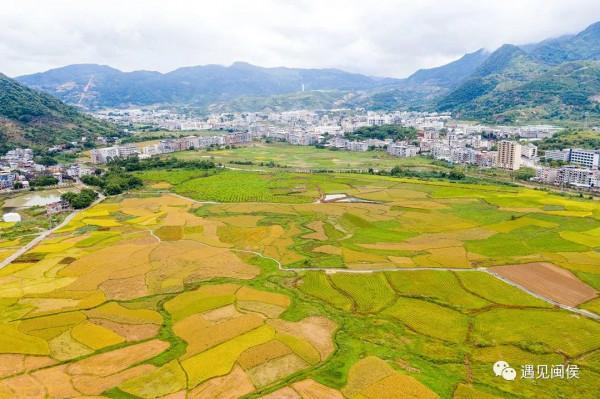 金秋稻花香,福州這幅豐收圖美極了!「區縣頭條」 金秋稻花香,福州這幅豐收圖美極了!「區縣頭條」