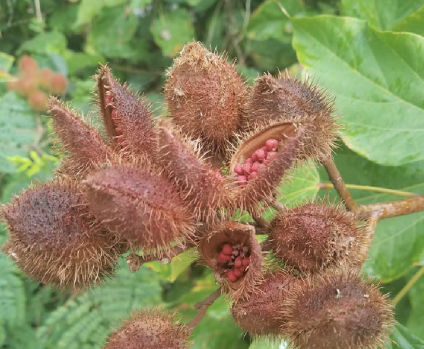 天然的色素樹種——胭脂樹 天然的色素樹種——胭脂樹