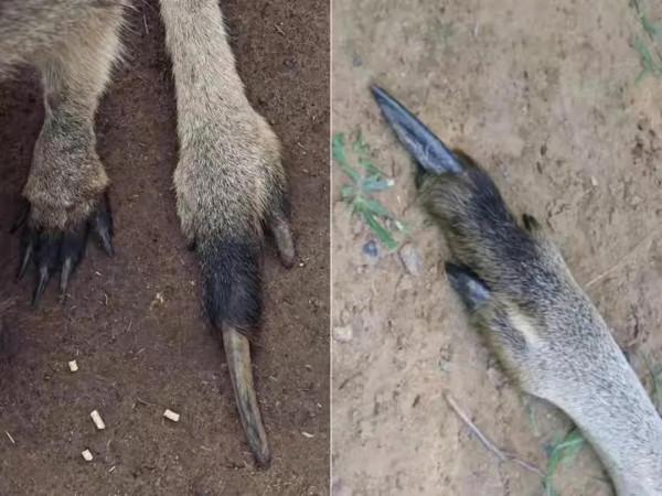 34張活久未見的照片，翠鳥在冰下潛水捕食，凍死還保持著潛水姿勢