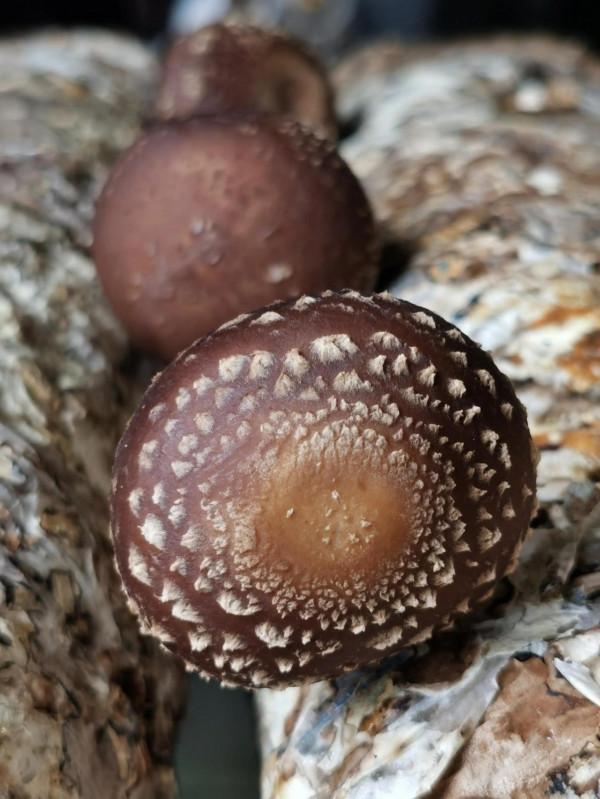 走進京郊蘑菇園 見識各類蘑菇