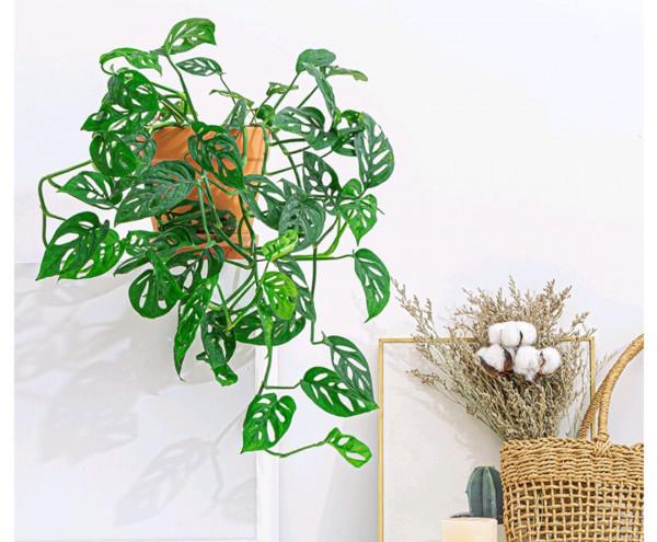 38種超級耐陰的花,沒光也能養爆盆,養在陽臺客廳超有範兒 38種超級耐陰的花,沒光也能養爆盆,養在陽臺客廳超有範兒