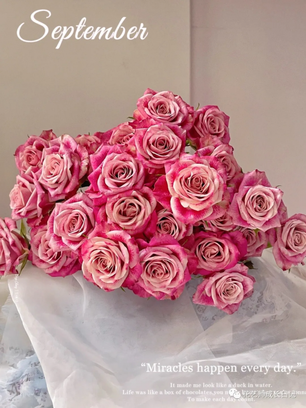 100朵玫瑰vol.25 | 油畫風玫瑰flinders lane,被油彩浸染的復古玫瑰 100朵玫瑰vol.25 | 油畫風玫瑰flinders lane,被油彩浸染的復古玫瑰