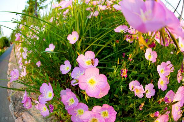 “驚鴻一瞥，猶如滿天星辰”讓美景治癒你的心靈——月見草