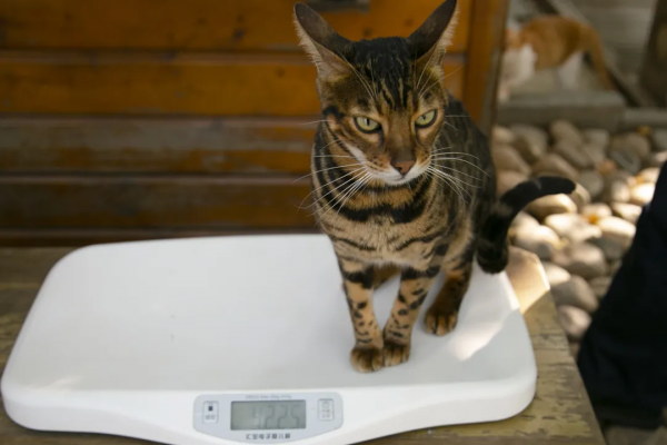 秋膘貼得好不好,體重秤上見分曉 秋膘貼得好不好,體重秤上見分曉