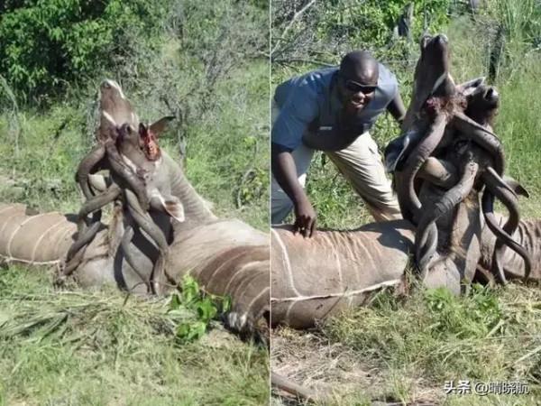 21張活久未見的罕見照片，大自然有時很殘酷，網友直呼長見識了