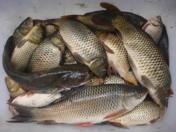 野釣鯽魚的三種釣法，靈活選擇，才是爆護的關鍵